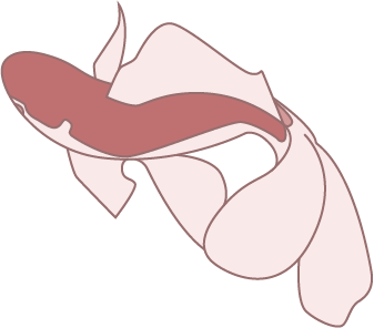 분홍색 물고기1